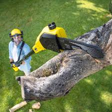 Reliable Wadena, MN Tree Services Solutions