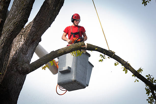 How Our Tree Care Process Works  in Wadena, MN